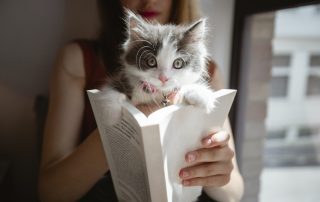 needy kitty reading a book