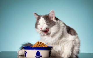 Low PH foods for cats