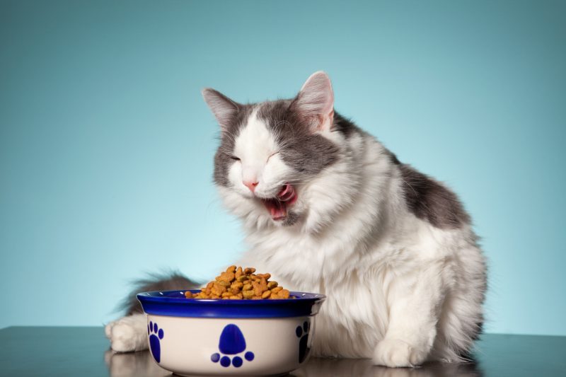 The Lowdown on Low pH in Cat Food The Daily Cat