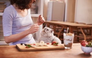 How is your cats diet?