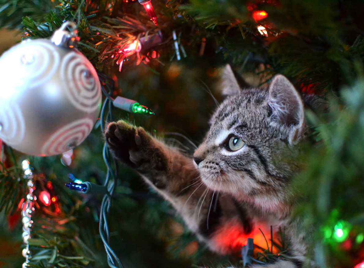 Christmas Tree Needles And Your Cat Don T Mix The Daily Cat