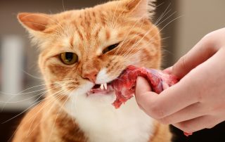 Best protein for cats