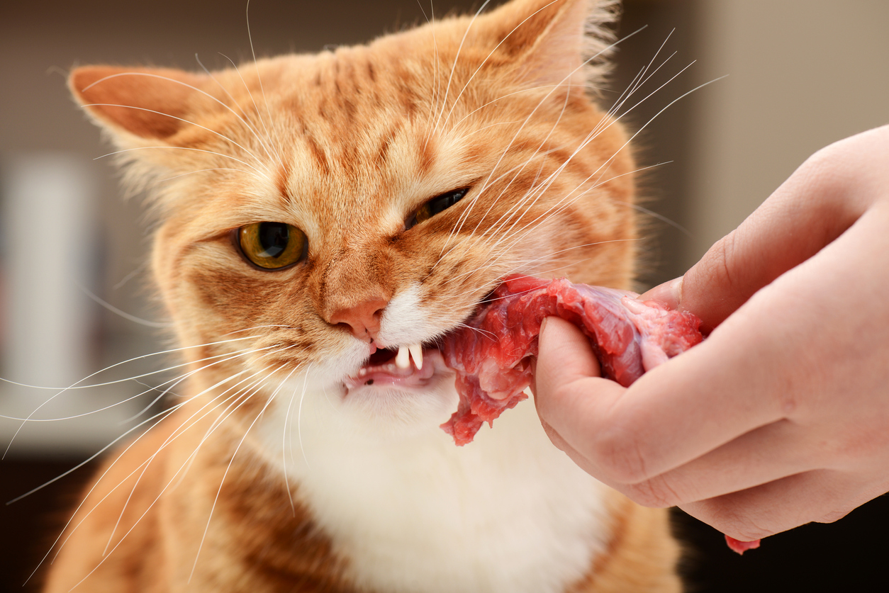Best protein for cats