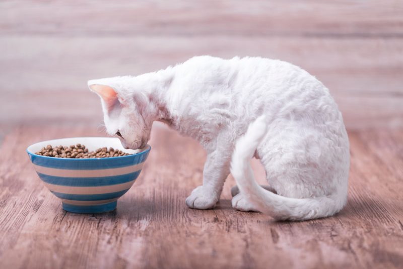 Best Cat Food for Weight Gain The Complete Guide The Daily Cat