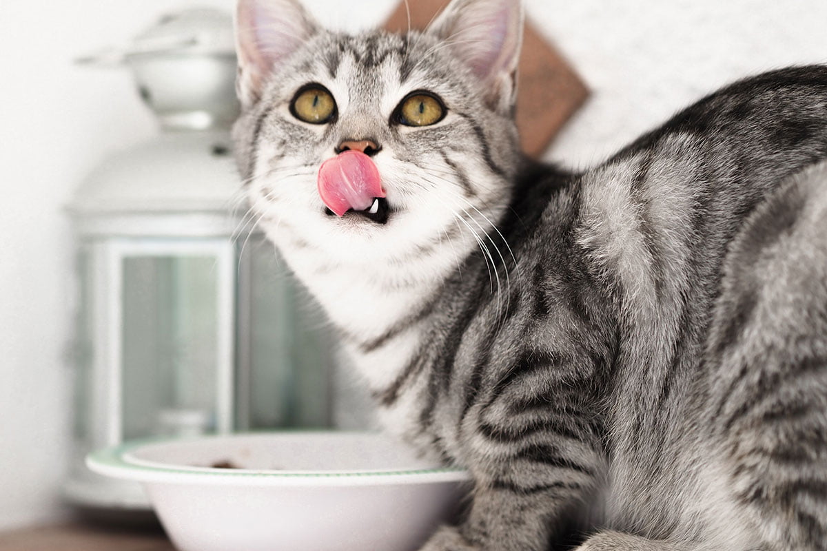 Cat eating out of a bowl and licking lips