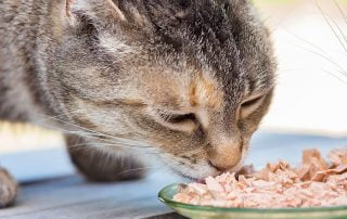 Cat eating wet food