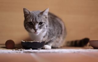 Cat eating out of a bowl on the ground