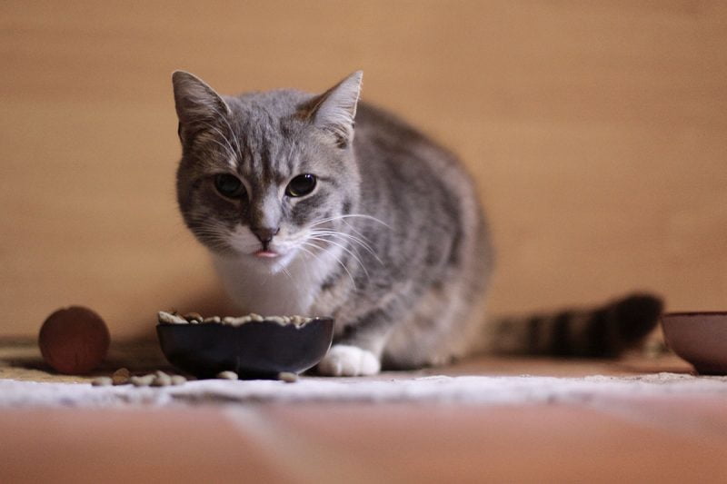 How Much and How Often Should You Feed Your Cat? The Daily Cat