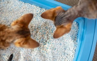 Two cats looking into a litter box
