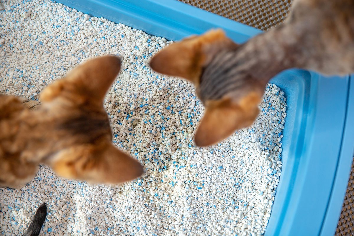 Two cats looking into a litter box