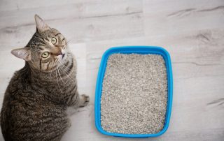 Cat standing next to a litter box