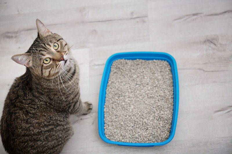 How to Get Your Cat to Use the Litter Box - The Daily Cat