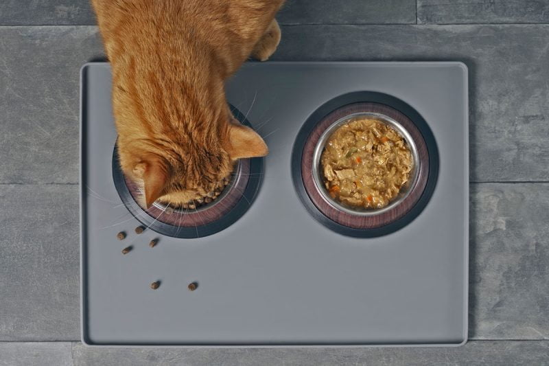 Should I feed my cat wet or dry food? The Daily Cat