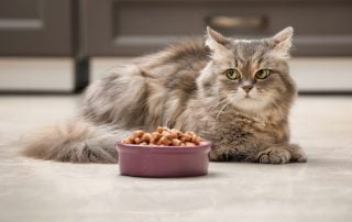 Cat staring a bowl of food not looking hungry