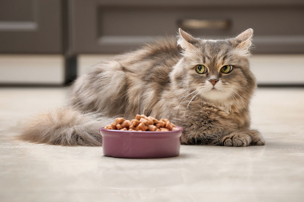 Cat staring a bowl of food not looking hungry