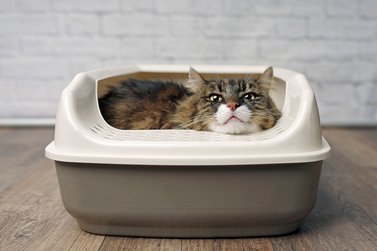 Why Do Cats Use Litter Boxes? The Daily Cat