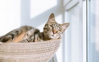 Cat daydreaming in a woven basket