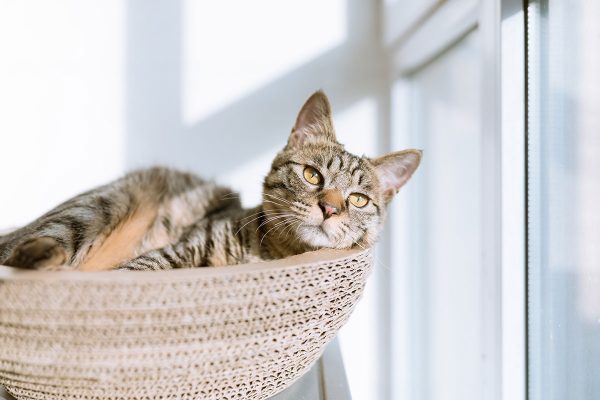 How Do Indoor Cats Get Fleas? The Daily Cat