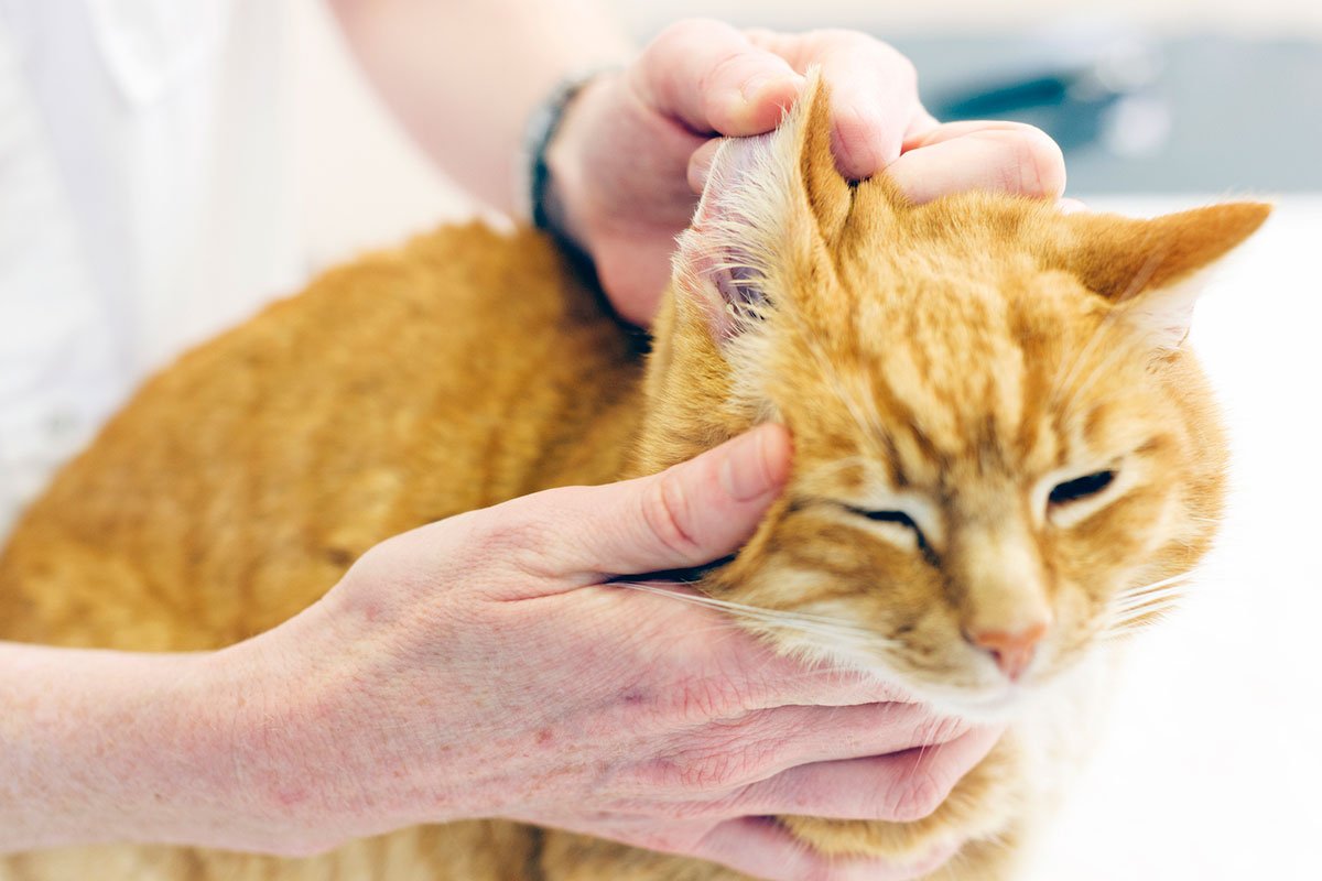 Cat being checked for earmites at vet