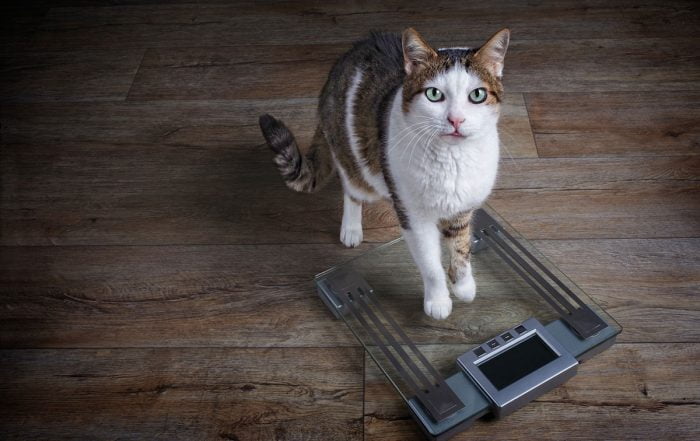 Cat on a weight scale