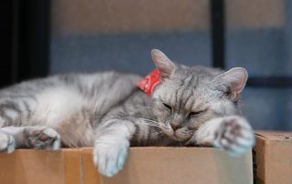 Cat sleeping on a box