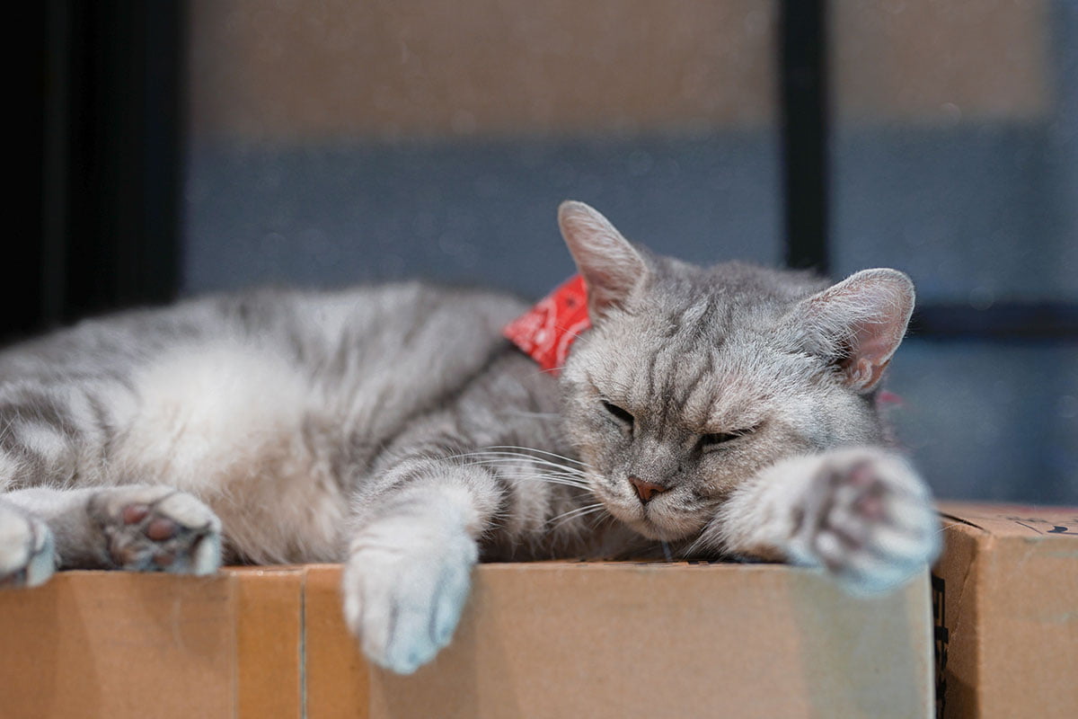 Cat sleeping on a box