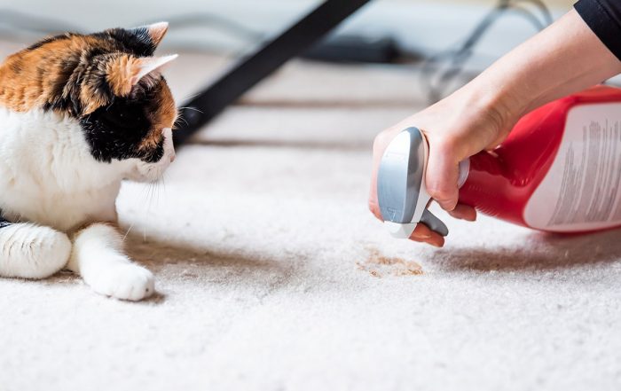 Cat with woman cleaning spot on carpet