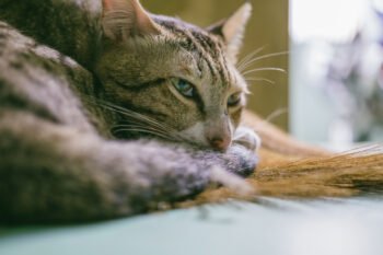 How to Teach Your Cat to Play Gently · The Wildest