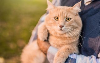 Beautiful Maine Coon cat loves being taken outdoors by his owner