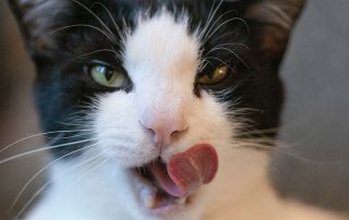 Black and white cat licking own mouth