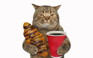 Cat with a chocolate bun and coffee