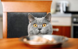 Gray cat looking from dinner table