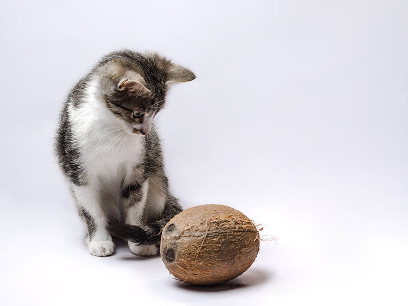 Gray kitten with coconut on a light background