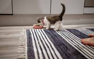 Kitten eating from pink bowl