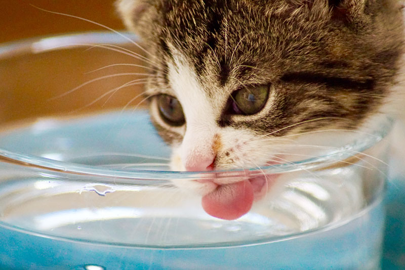 Kitten drinking from water bowl
