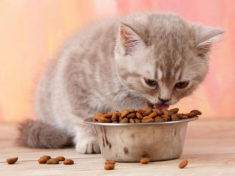How Much Wet Food Should You Feed Your Cat? The Daily Cat