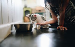 kitten who is eating from a large silver pet bowl
