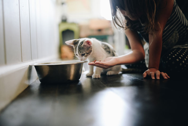 kitten who is eating from a large silver pet bowl