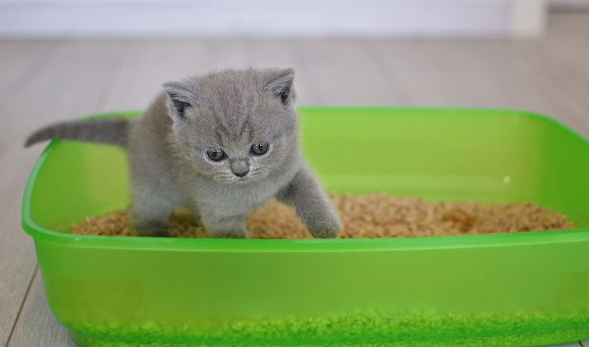 Kitten in green litter box