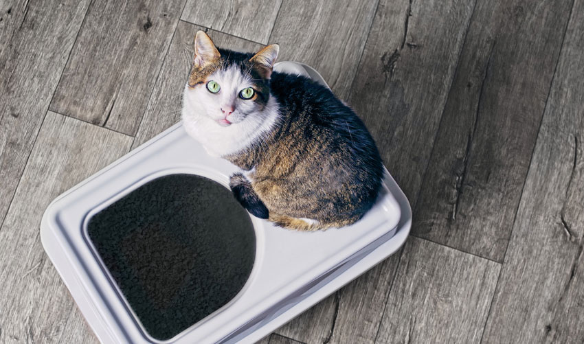 Best Cat Litter for Odor Control - The Daily Cat