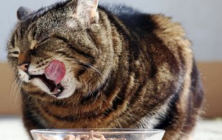 A cat is happy about its food. A cat licks her mouth with her tongue
