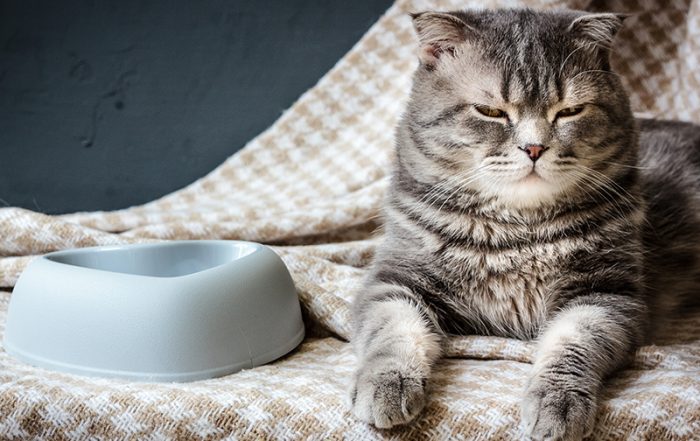 Cat and empty pet food bowl.