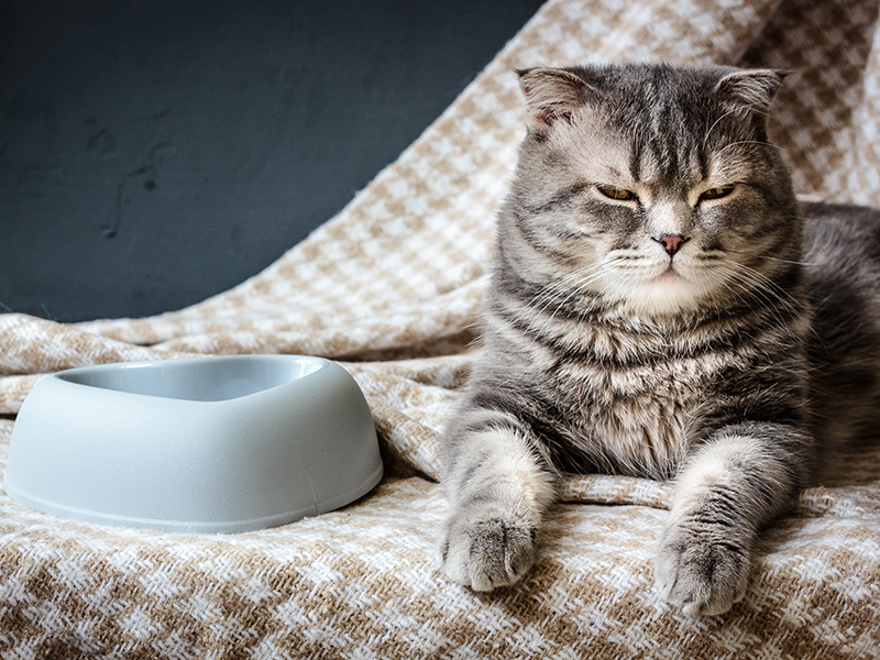 Cat and empty pet food bowl.