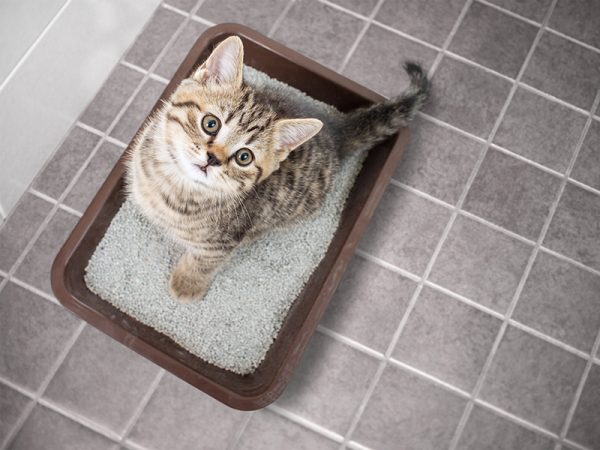 Why is Your Cat Pooping Outside the Litter Box The Daily Cat