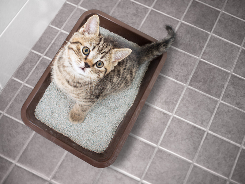 Why Is My Cat Peeing Just Outside the Litter Box? The Daily Cat