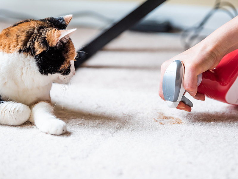 calico cat face looking at mess on carpet inside indoor house