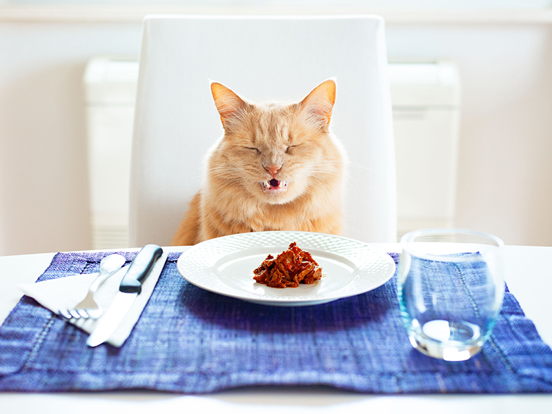 Cat with a funny angry expression there is wet food in the plate sitting in front on a table set like a human