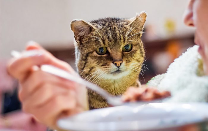 cat looks closely at the plate with food, woman dines, cat begs