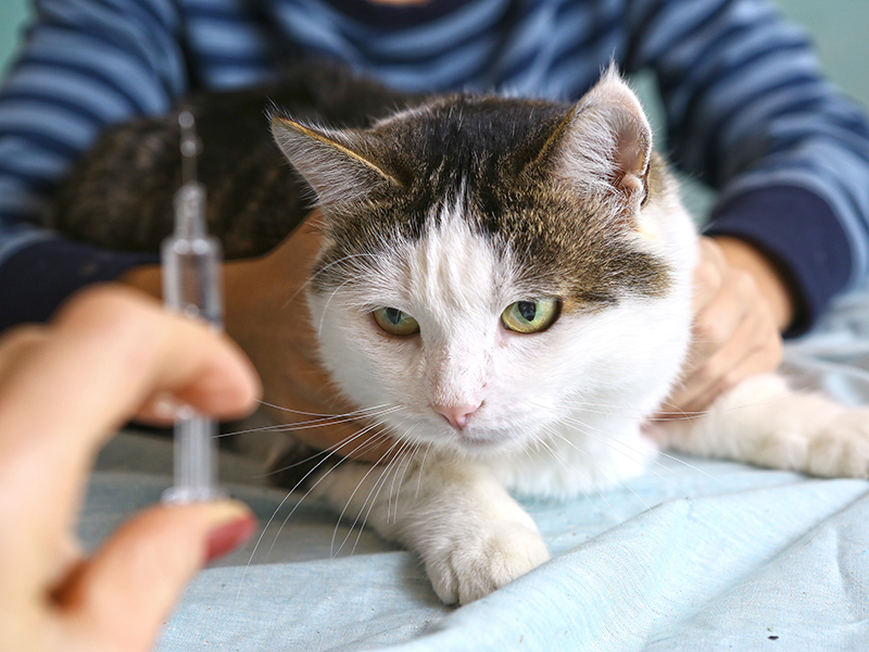 veterinarian hand with syringe and cat