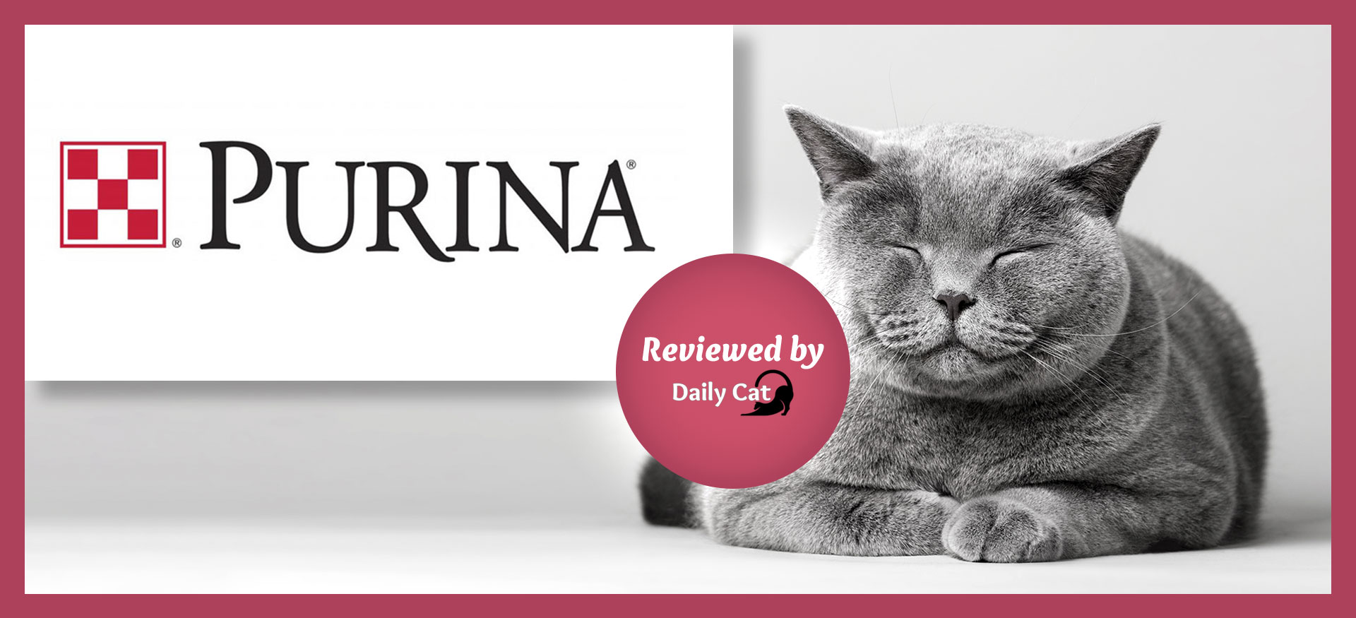 Purina Cat Food Dailycat Review